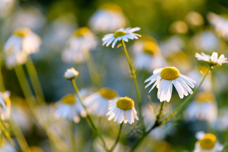 FloweFlowering. Chamomile. Blooming chamomile field, Chamomile flowers on a meadow in summer, Selective focusの写真素材