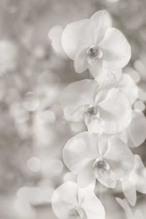 Sepia bokeh blurry background with nice white orchid flowers の写真素材