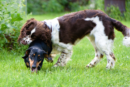 Funny young dogs breed english springer spaniel and dachshund play togethe on green grass in summer natureの写真素材