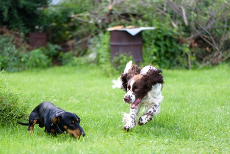 Funny young dogs breed english springer spaniel and dachshund running togethe on green grass in...