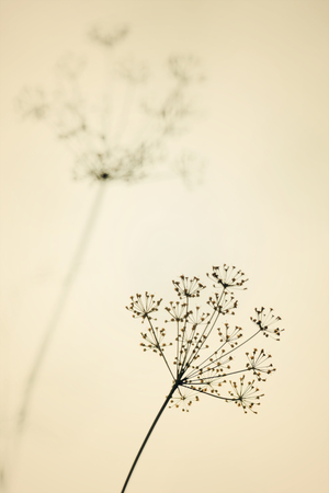flower and dill plant close-up seeds, growing in the garden Vintage toned