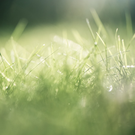 Nature blurred bokeh background. New leaf on branch on spring sunny light  Defocus summer day...