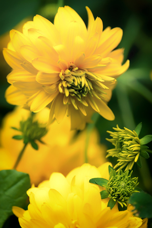 Rudbeckia. beautiful yellow garden flowers. Shallow depth of field.の写真素材