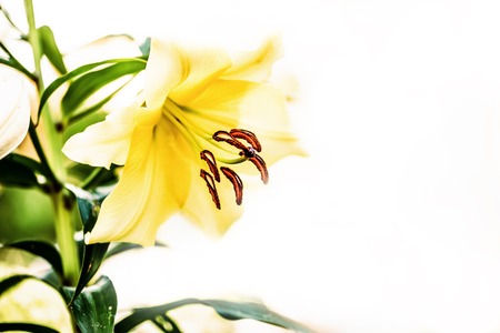 Yellow lily garden flower on white. Shallow depth of field.の写真素材