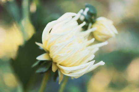 popping bud of dahlia. Delicate garden flowers clouse up.Shallow depth of field.の写真素材