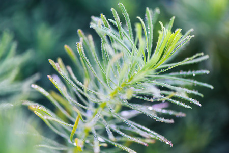 Fresh morning dew on spring grass, natural background - close up with shallow DOF.
