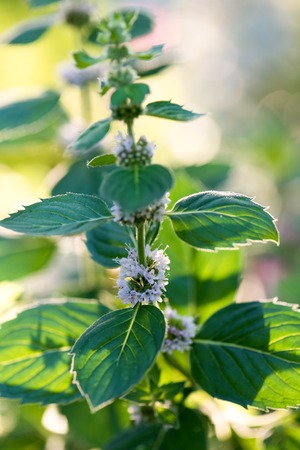 Flowering plant peppermint in the garden. on blurred green backgroundの写真素材
