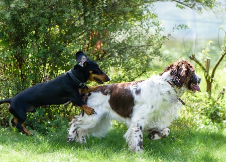 Funny young dogs breed english springer spaniel and dachshund play togethe on green grass in summer natureの写真素材