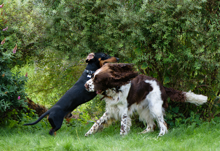 Funny young dogs breed english springer spaniel and dachshund play togethe on green grass in summer...
