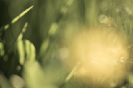 Fresh healthy green bio background with abstract blurred foliage and bright summer sunlight and copyspace for your text or advertisment. Toned photo.の写真素材