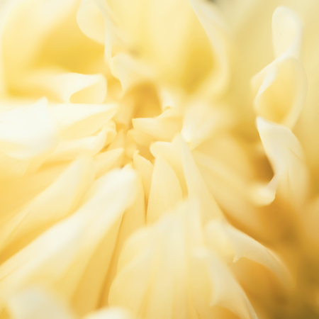 Abstract flowers yellow background. Delicate floral blurred background. Toned