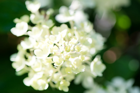 Delicate white Hydrangea flowers on blur nature green background. Beautiful  garden flowers. Shallow...