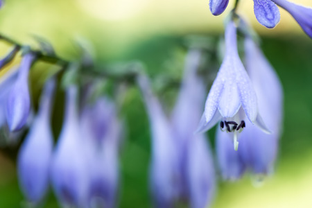 Delicate blue hosta flowers on blur nature green background. Beautiful bell garden flowers. Shallow depth of field.の写真素材
