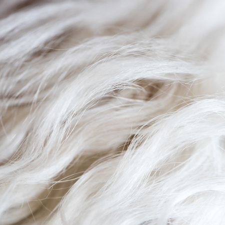 White dogs wool long fur background texture wallpaper.の写真素材