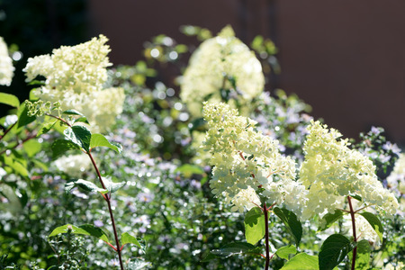 Delicate white Hydrangea flowers on blur nature green background. Beautiful  garden flowers. Shallow...