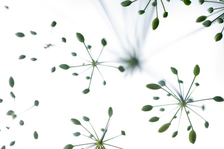 flower and dill plant close-up seeds, growing in the gardenの写真素材