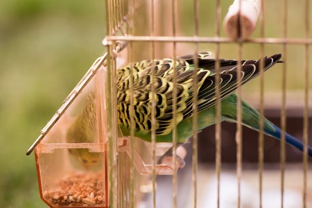 A parrot in a cage sits on a bird feeder and pecks grains. Cute green budgie.の写真素材