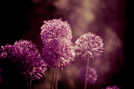 Close up of an Alium Gigantium Flower Headalium flower with dandelion flower structure. soft focus. shallow depth of field. Beautiful flowers. Purple alium onion flower. Toned imageの写真素材