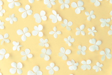 Summer white wild flowers on yellow background. Springtime floral composition. Frame made of fresh flowers on pastel yellow background. Flat lay, top view, copy space.の写真素材