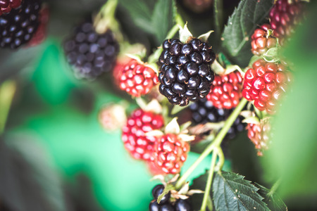Blackberry growing in garden. Ripe and unripe blackberries on bush with selective focus. Berry background.の写真素材