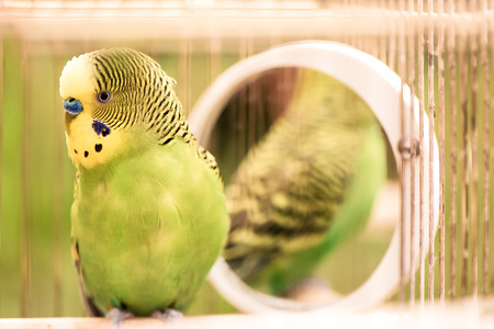 Green budgerigar parrot close up sits on cage near the mirror. Cute green budgie.の写真素材