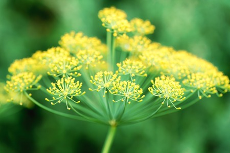flower and dill plant close-up, growing in the gardenの写真素材