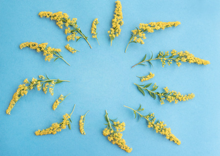 Summer yellow wild flowers on blue background. Springtime floral composition. Round frame of yellow flowers on blue background.. Flat lay, top view, copy space.の写真素材