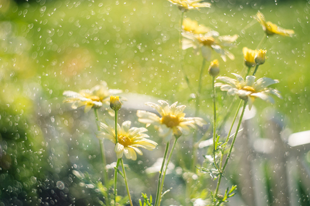 Chrysanthemum flowers as a background close up. Yellow Chrysanthemums wit water drops. soft focus. shallow depth of field. Wallpaper Floral background. Selective focus.の写真素材