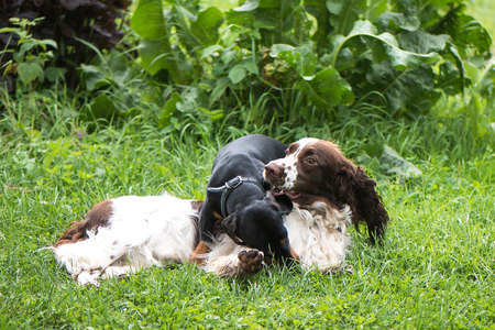 Funny young dogs breed english springer spaniel and dachshund play togethe lie on green grass in summer natureの写真素材