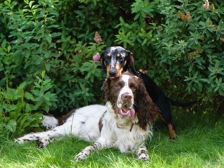Funny young dogs breed english springer spaniel and dachshund play togethe on green grass in summer...