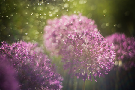 Nature abstract background. .Close up of an Alium Gigantium Flower Head with dandelion flower structure wit water drops. macro. soft focus. shallow depth of field Beautiful flowers.の写真素材