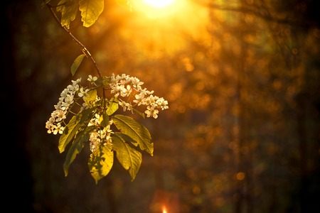 Flowering bird cherry bush in the light of the setting sun. Delicate cherry flowers in the evening spring forest. Springtime concept. Vintage toned photoの写真素材