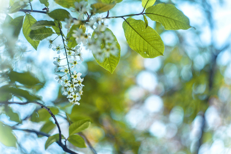 Blossoming bird-cherry. Flowers bird cherry tree. macro beautiful blooming branch of birdcherry on sunny spring day in the garden. Springtime mayday conceptの写真素材