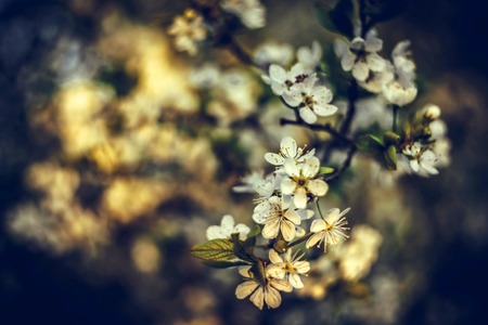 Beautiful floral spring abstract background of nature. Branches of blossoming cherry macro with soft focus nature background. For easter and spring greeting cards with copy space. Vintage retro toned.の写真素材