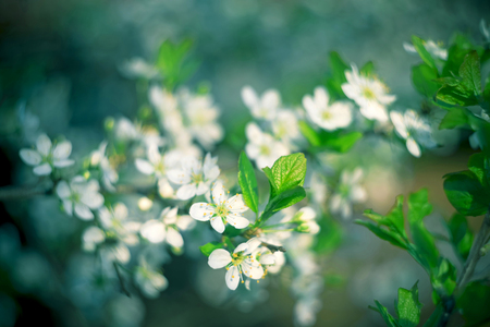 Beautiful floral spring abstract background of nature. Branches of blossoming apricot macro with soft focus nature background. For easter and spring greeting cards with copy spaceの写真素材