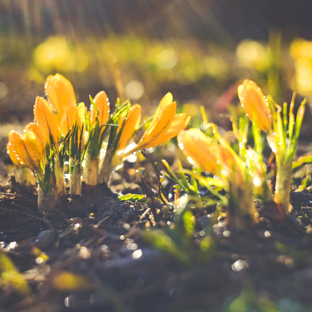 Beautiful spring background with close-up of a group of blooming yellow crocus flowers on a meadow:...