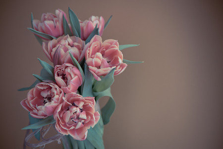 Pink beautiful tulips flowers on grey background. Waiting for spring. Happy delicate Easter card. Vintage toned photo.の写真素材