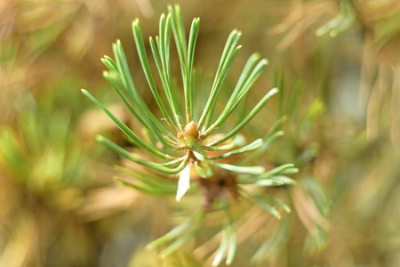 Pine branch close up, macro. A Nice pine branch end in macroの写真素材