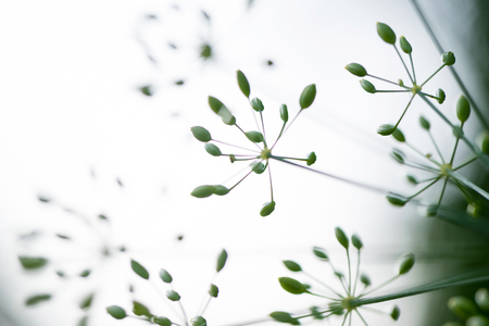 Flower and dill plant close-up seeds, growing in the garden on light sky background. Abctract macro nature, soft selective focus.の写真素材