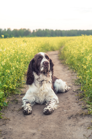 Dog breed English Springer Spaniel walking in summer wild yellow flowers field. Cute pet sits in nature outdoors on evening sunlightの写真素材