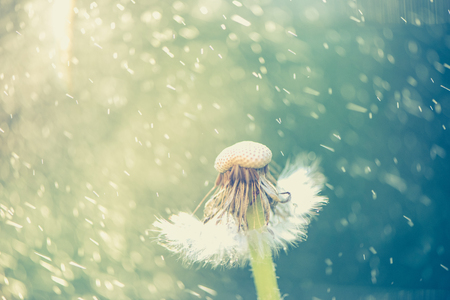 White fluffy dandelions macro shot, natural green blurred spring background, selective focus. Delicate bokeh nature background. Tonedの写真素材