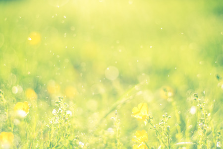 Nature blurred bokeh background. New spring grass on sunny light. Defocus summer day. Springtime...