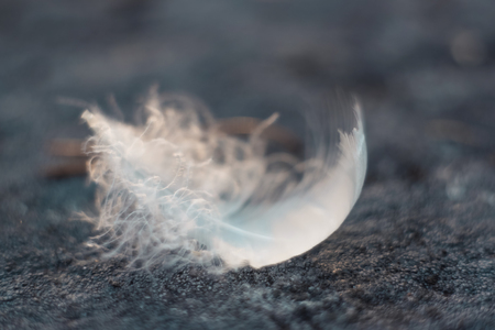 Light white bird feathers lying on the beach on the rocks. Shot close up, selective focus. Delicate nature background.の写真素材