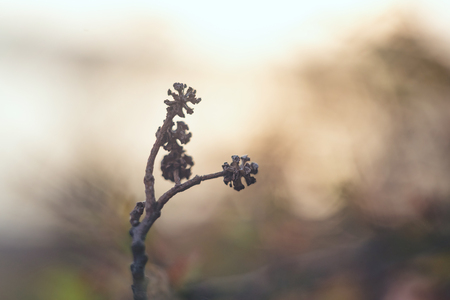 Old dry alder bumps close up on a blurred background. Selective focus.の写真素材