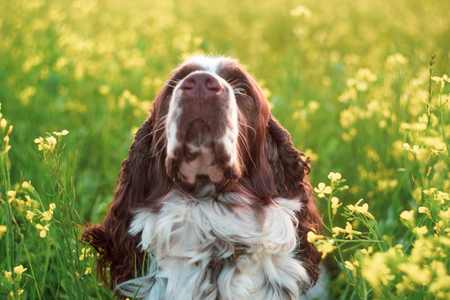 Dog breed English Springer Spaniel walking in summer wild yellow flowers field. Cute pet sits in nature outdoors on evening sunlightの写真素材