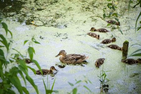 Wild duck with many little ducklings on  pond covered in mud. Duck family swims and dines.の写真素材