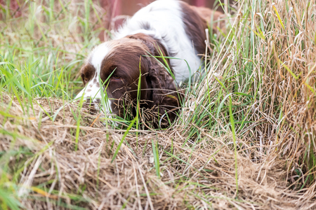 Dog breed English Springer Spaniel walking in garden  a summer nature. Hunting dog sniffing dry grass.の写真素材