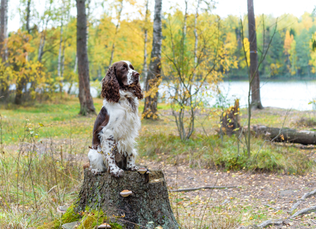 Dog breed English Springer Spaniel walking in autumn forest. Cute pet sits in nature fall outdoors.