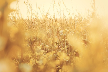 Herbs, meadow with dried grass, natural autumn nature backgrounds. Tinted photo. Wildflower meadow, yellow dry motley grassの写真素材