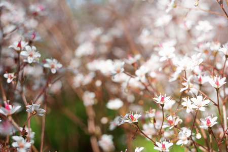 Gypsophila flowers. Baby's breath or Gypsophila is beautiful flower in the carnation family on blurred floral nature backgrounds. Delicate flowers in garden, selective soft focus. Toned photo.の写真素材